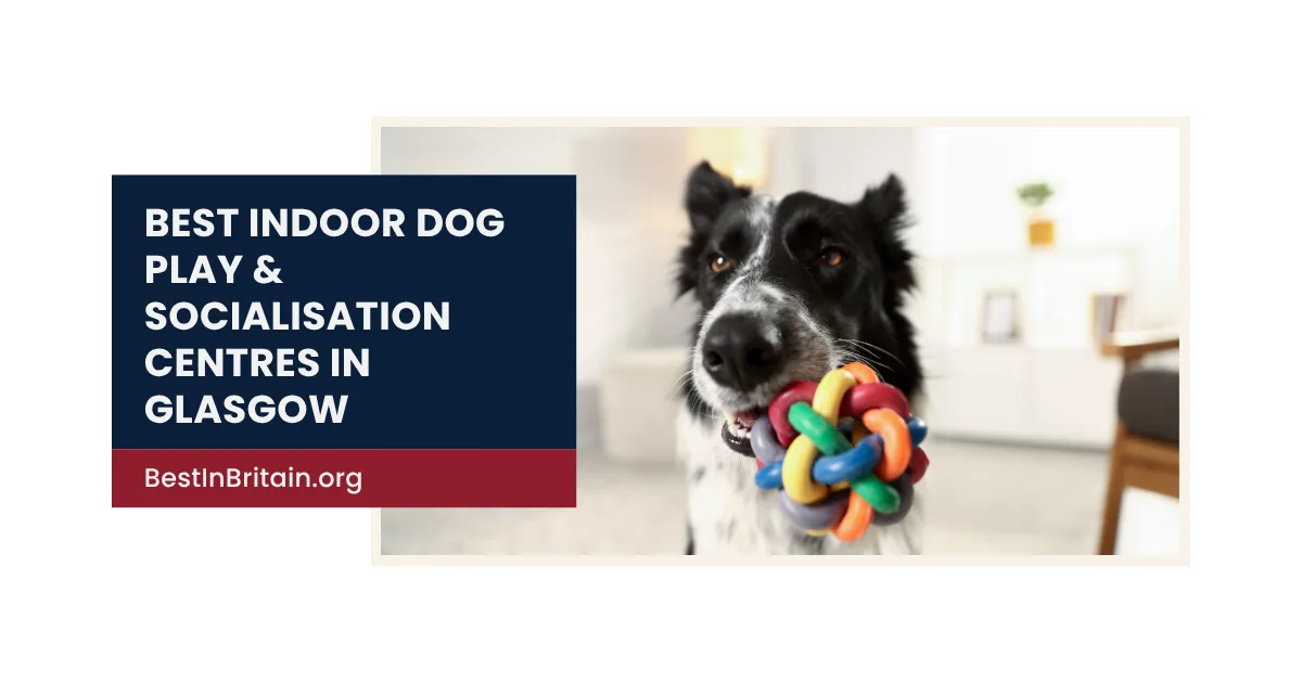 The 4 Best Indoor Dog Play &amp; Socialisation Centres in Glasgow Pups Love